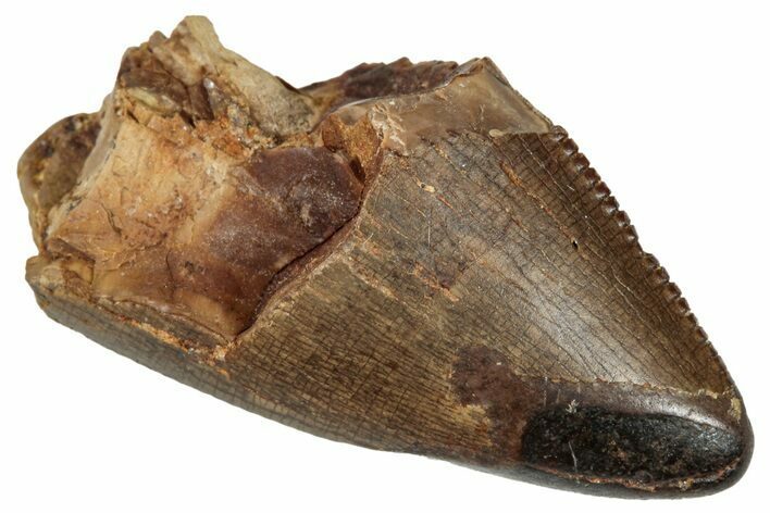 Serrated Tyrannosaur Tooth Tip - Judith River Formation #276482